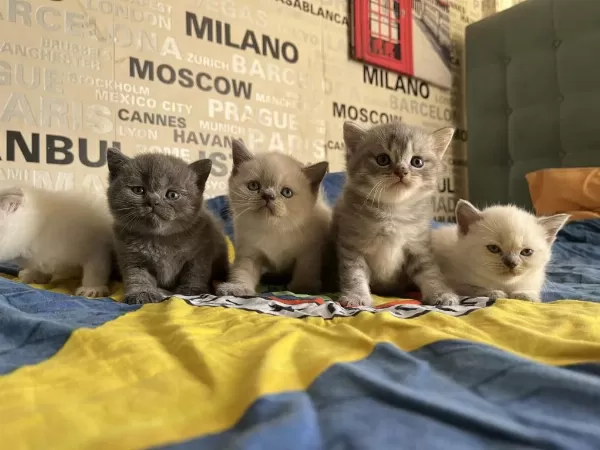 Premium Kalite Ayı Surat British Shorthair Yavrularımız