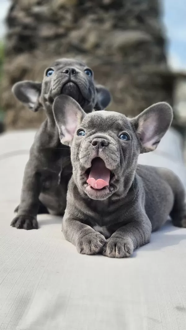 French Bulldog Yavruları Çiftlikten