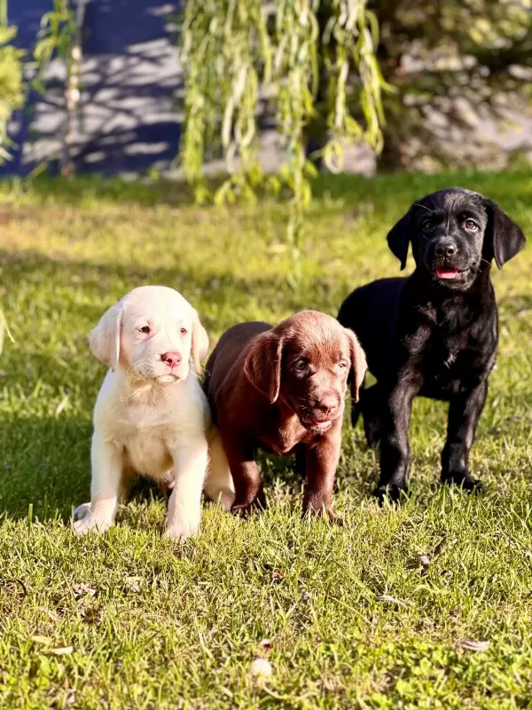 Safkan Labrador Retriever Yavruları