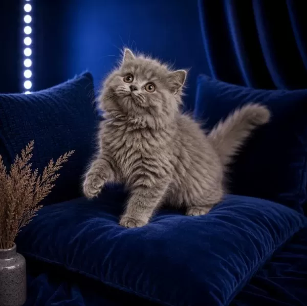 British Shorthair Whiskas