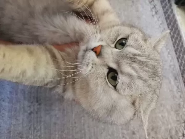 1 Yaşında Dişi Kedimize Kalıcı Yuva Arıyoruz