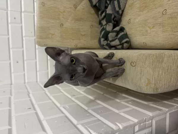 Orijinal Sphynx (tüysüz) Yeni Yuvasini Ariyor