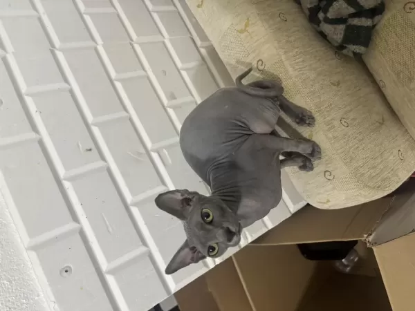 Orijinal Sphynx (tüysüz) Yeni Yuvasini Ariyor