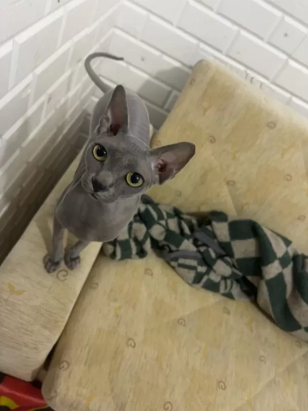 Orijinal Sphynx (tüysüz) Yeni Yuvasini Ariyor