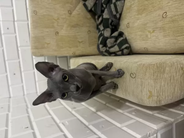 Orijinal Sphynx (tüysüz) Yeni Yuvasini Ariyor