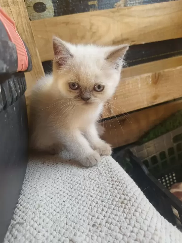 Yavru Kedilerimiz Yeni Yuvalarını Gitmeye Hazırlar