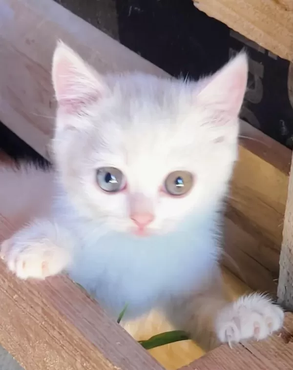 Yavru Kedilerimiz Yeni Yuvalarını Gitmeye Hazırlar
