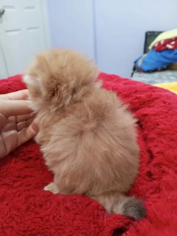 Golden Chinchilla Rengi Şecereli Anne Babadan