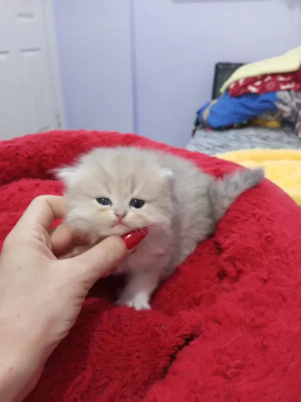 Golden Chinchilla Rengi Şecereli Anne Babadan