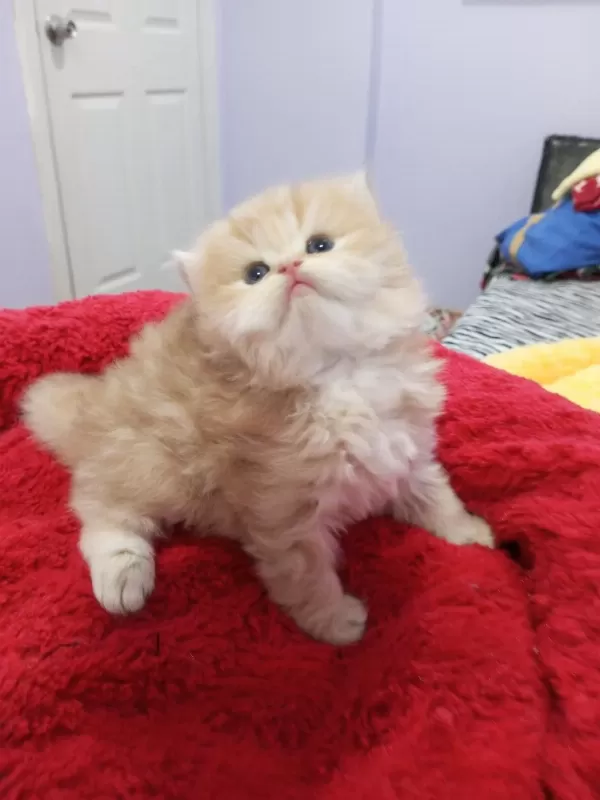 Golden Chinchilla Rengi Şecereli Anne Babadan