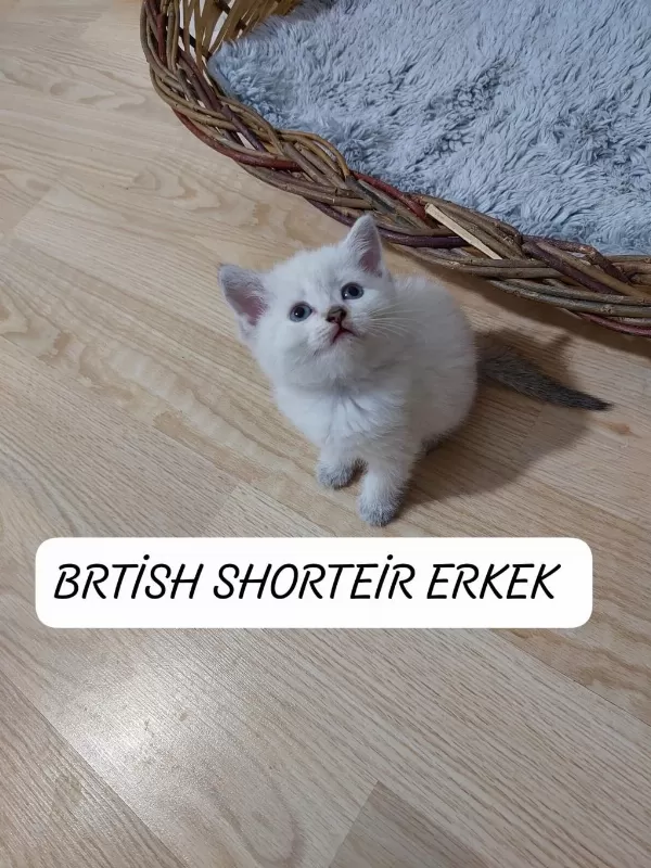 Mavi Gözlü British Shorthair Paşam Hazir