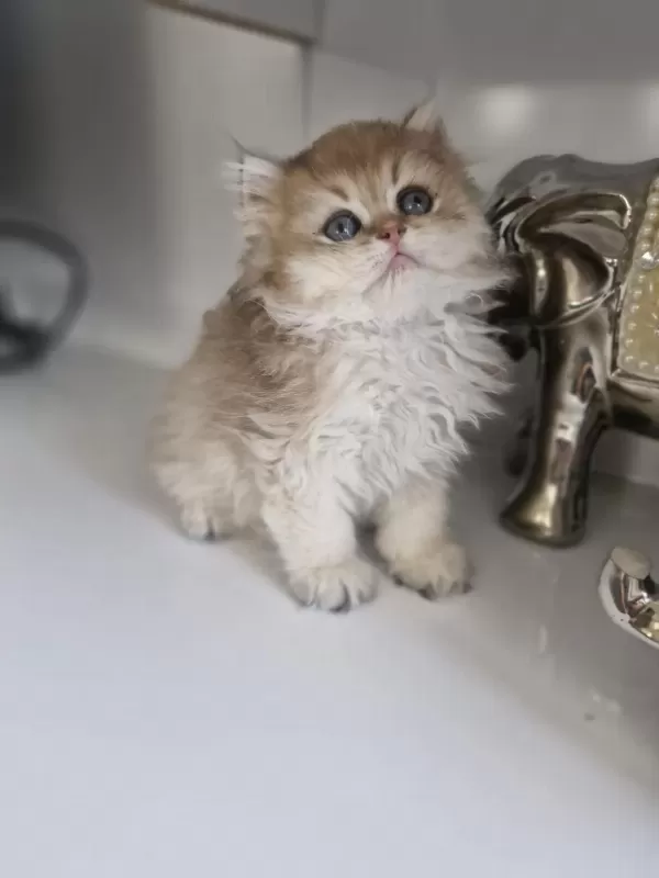 Golden British Longhair Pofuduk Erkek