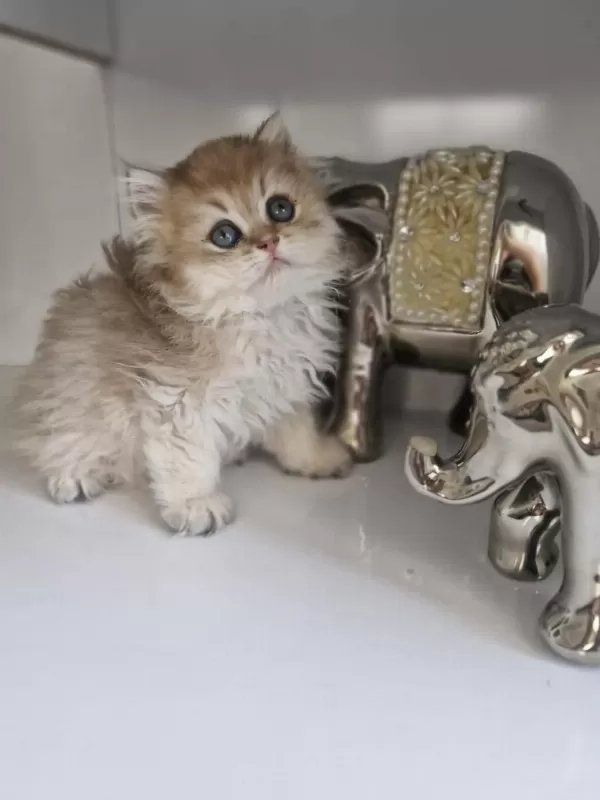 Golden British Longhair Pofuduk Erkek