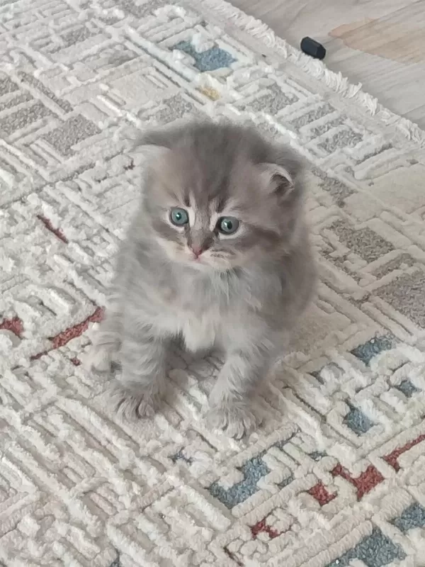 1.5 Aylık 5tane Yavru Kedimiz