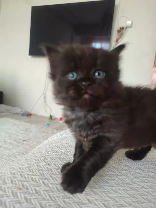 1.5 Aylık 5tane Yavru Kedimiz
