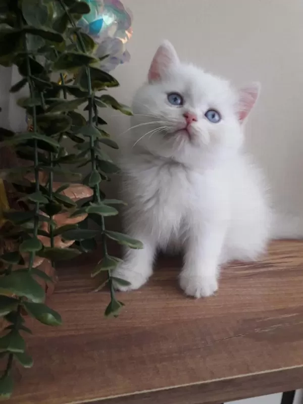 British Shorthair Golden Point Erkek