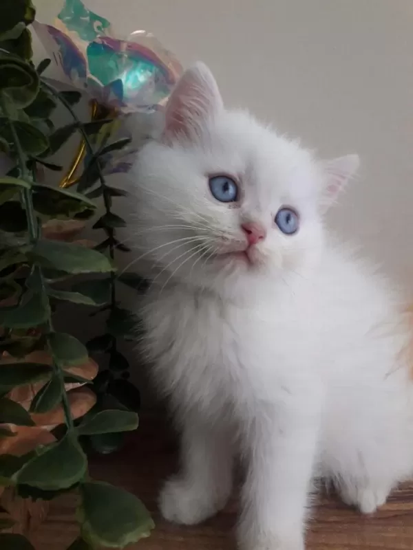 British Shorthair Golden Point Erkek