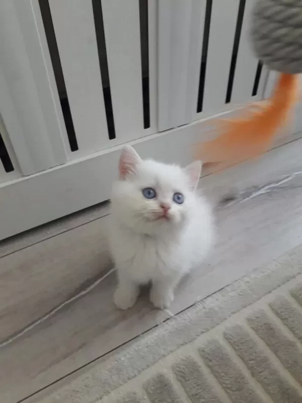 British Shorthair Golden Point Erkek