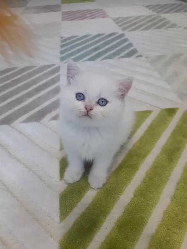 British Shorthair Golden Point Erkek