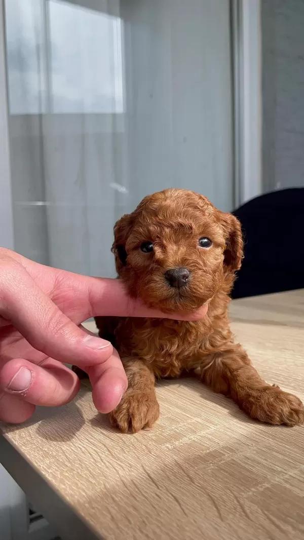 Orjinal Red Brown Orjinal Poodle Yavrular