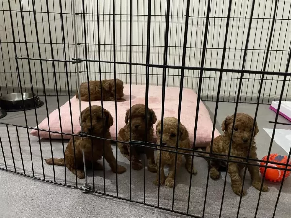Orjinal Red Brown Orjinal Poodle Yavrular
