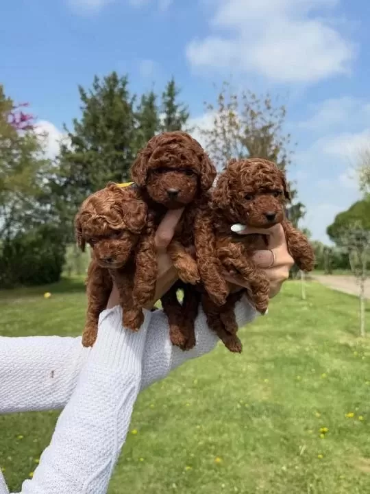 Toy Poodle Yavrulari