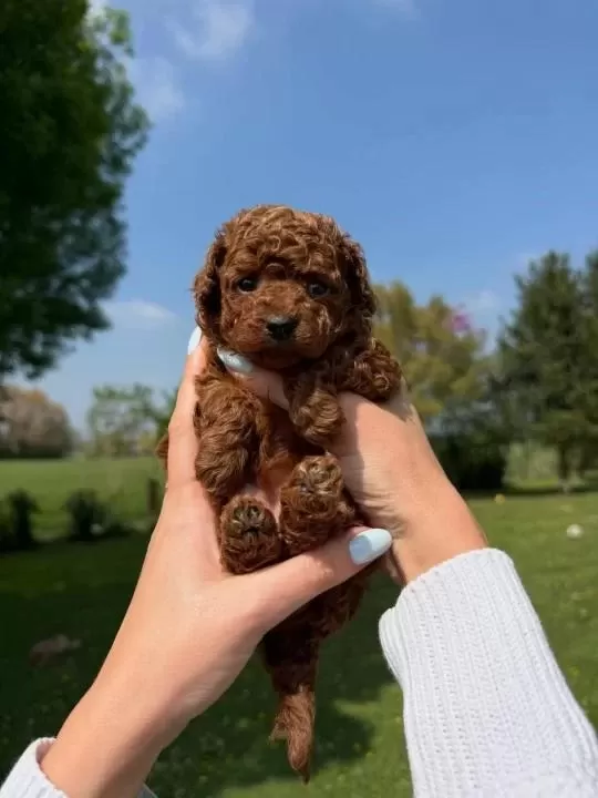 Toy Poodle Yavrulari