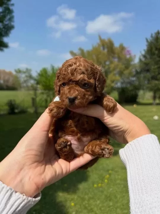 Toy Poodle Yavrulari