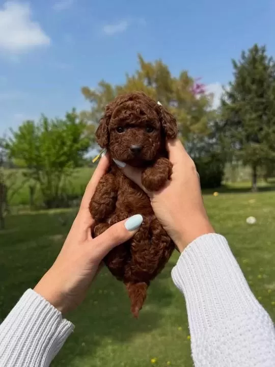 Toy Poodle Yavrulari
