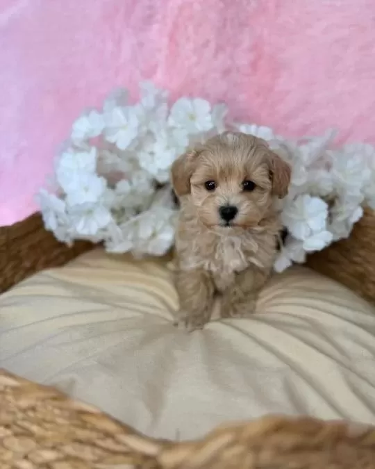 Dünya Tatlisi Maltipoo Yavrulari