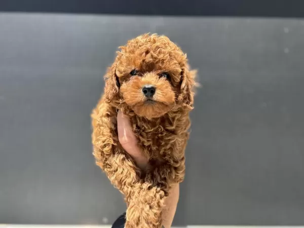 Profesyonel Ruhsatlı Çiftlikde Ziyarete Açık Toy Poodle