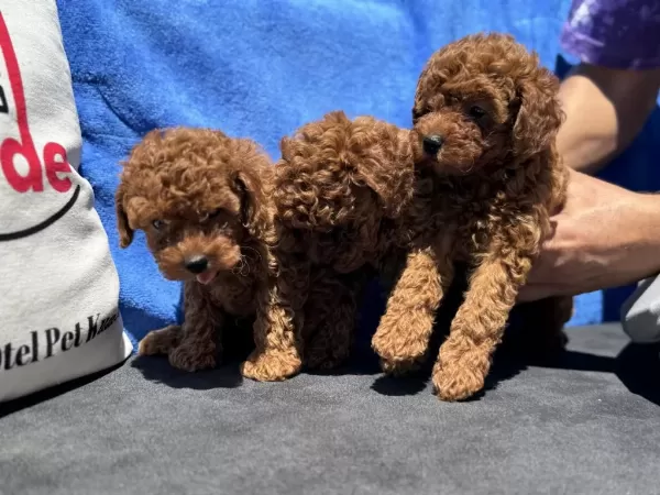 Profesyonel Ruhsatlı Çiftlikde Ziyarete Açık Toy Poodle