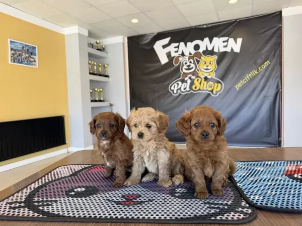Türkiyenin En Güzel Maltipoo Yavrulari Renk Renk Ankara