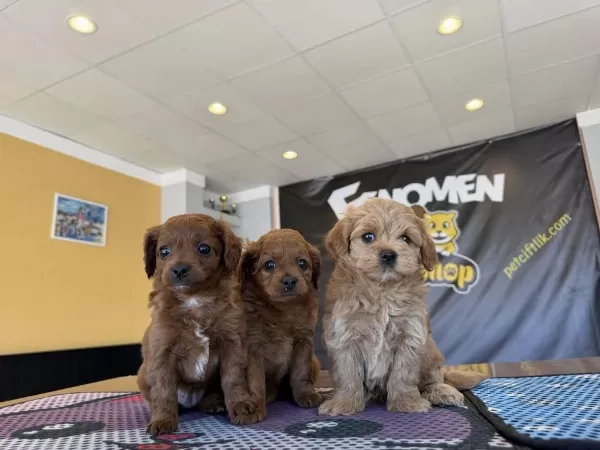 Türkiyenin En Güzel Maltipoo Yavrulari Renk Renk Ankara