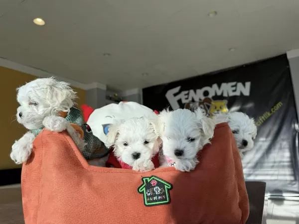 Türkiyenin En Güzel Maltipoo Yavrulari Renk Renk Ankara