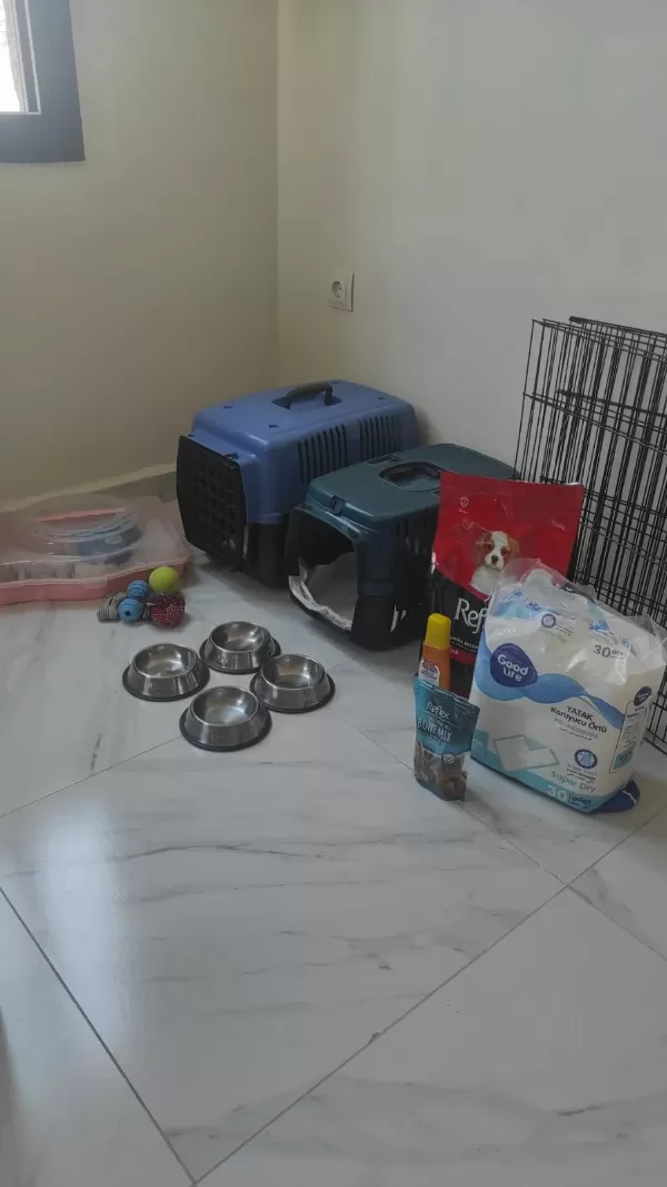 0 numara Terier, erkek yavrumuz