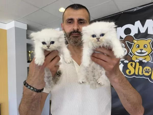 Show Kalite British Shorthair Yavrulr Ankara Mağaza