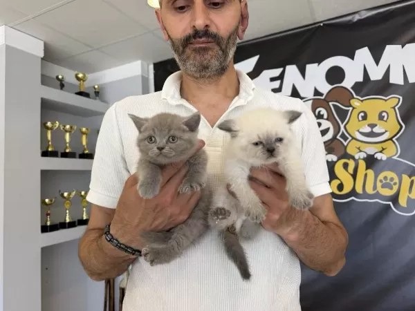 Show Kalite British Shorthair Yavrulr Ankara Mağaza