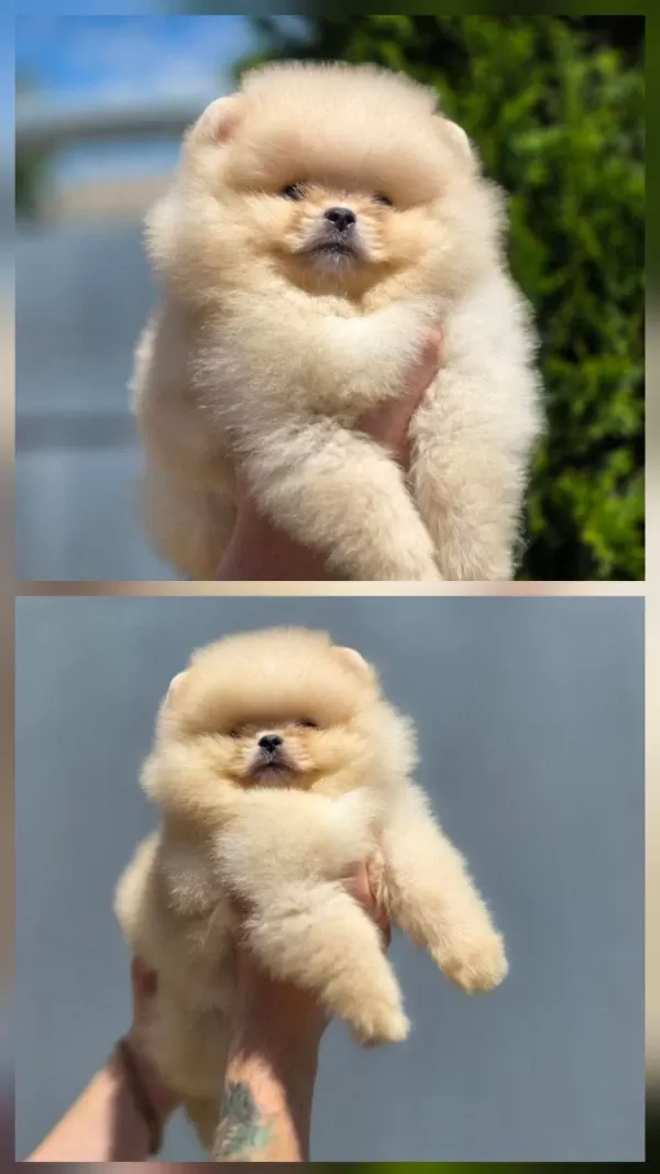 Ultra Kalite Safkan Teddy Pomeranian Lar Petmode Den