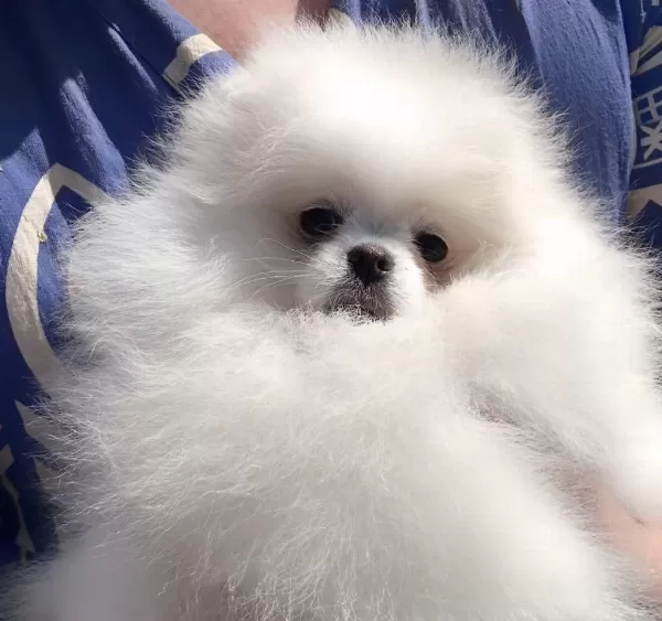 Ultra Kalite Safkan Teddy Pomeranian Lar Petmode Den