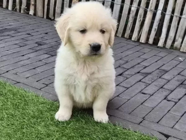 Dişi Erkek Golden Kapıda Ödemeli Güvenli Sistem