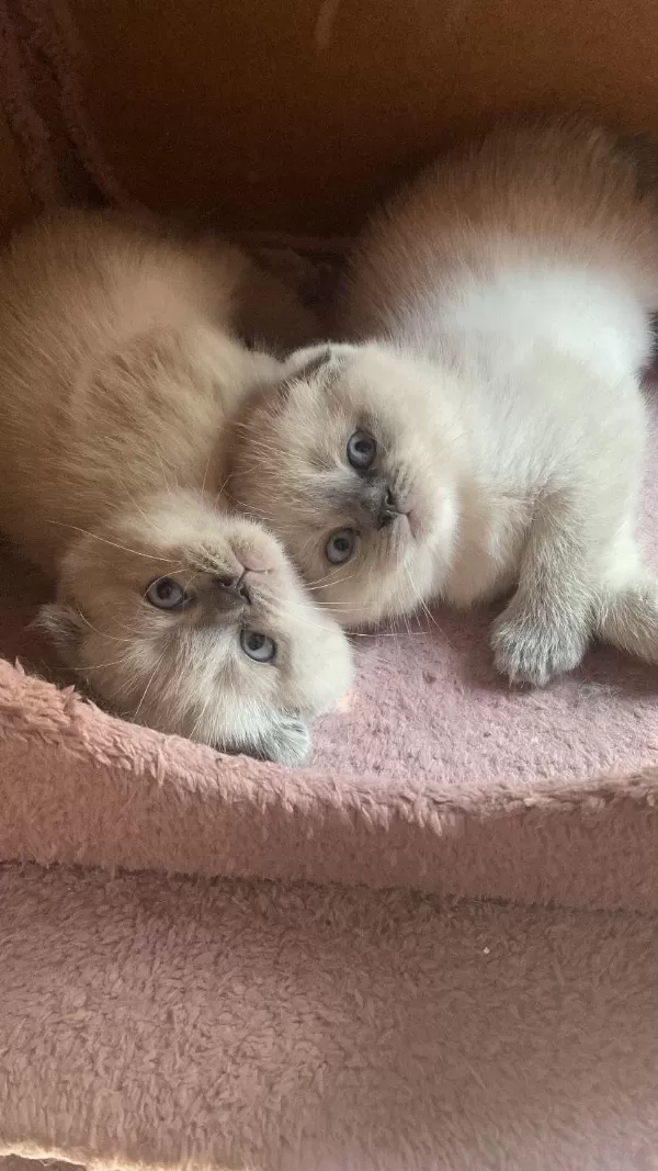 2.5 Aylık Scottish Fold Sadece İzmir