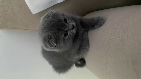 2.5 Aylık Scottish Fold Sadece İzmir