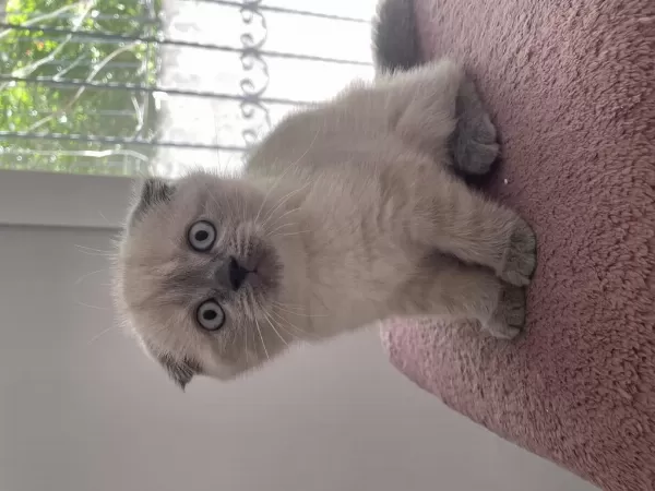 2.5 Aylık Scottish Fold Sadece İzmir