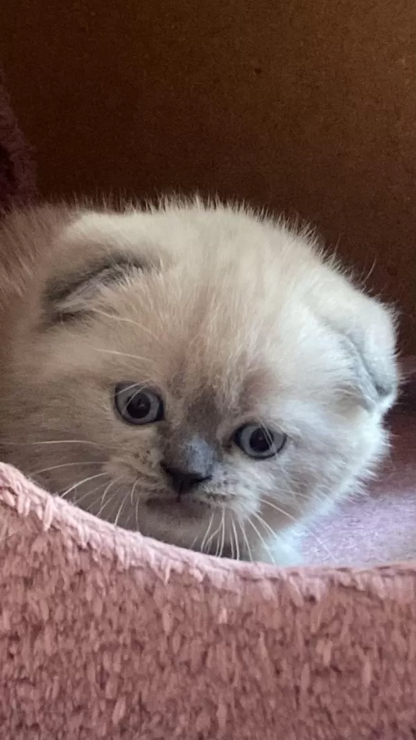 2.5 Aylık Scottish Fold Sadece İzmir