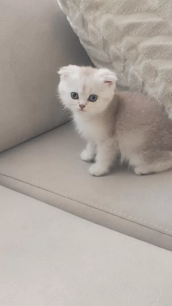 Sağlıklı Yavru Scottish Fold