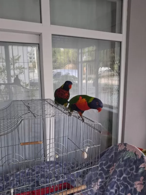 Full Evcil 2 Adet Gökkuşaği Lori Papağani