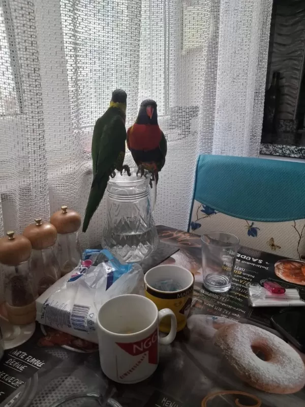 Full Evcil 2 Adet Gökkuşaği Lori Papağani