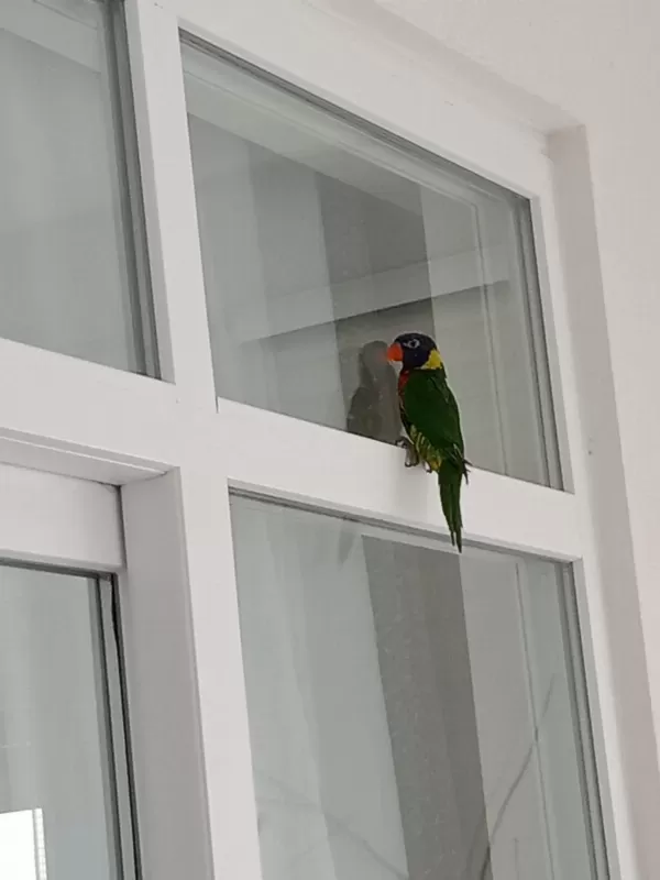 Full Evcil 2 Adet Gökkuşaği Lori Papağani
