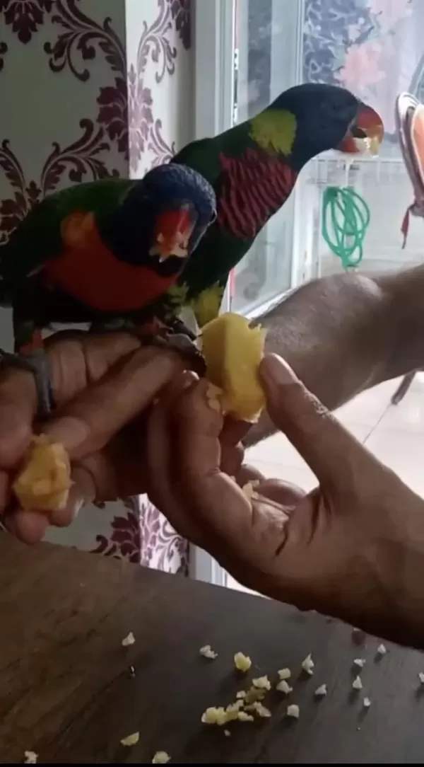 Full Evcil 2 Adet Gökkuşaği Lori Papağani